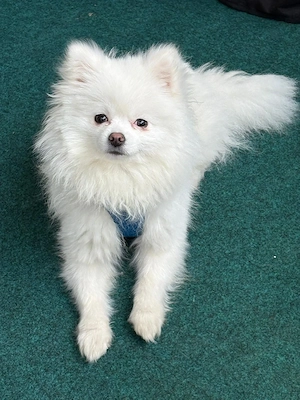 Pomerian 1 Jahr in Liebevollen Hände abzugeben 