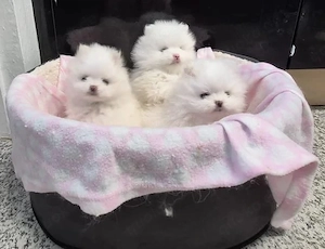 Wunderschöne Zwergspitz-Pomeranian welpen