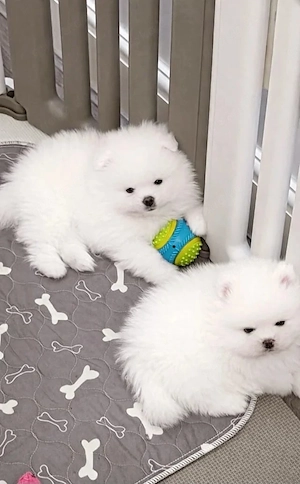 Wunderschöne Zwergspitz-Pomeranian welpen