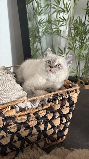 BKH - Britisch Kurzhaar Kitten - reinrassig