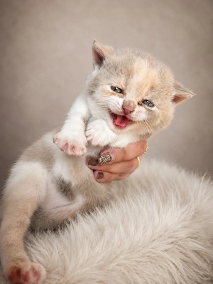 BKH Kitten Katze lilac tortie white weiblich