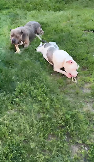 American Bully XL Hündin sucht Zuhause