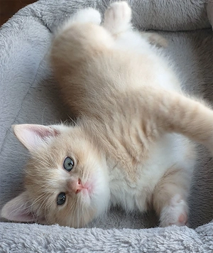 BKH Ragdoll Kitten