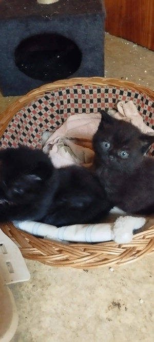 4 kleine Katzenbabys