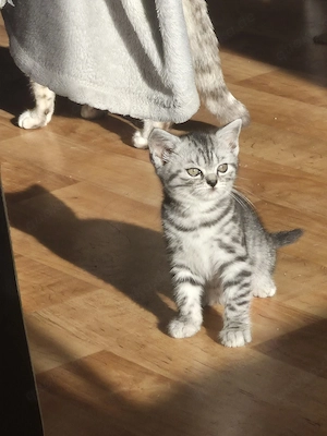BKH kitten 3 Mädchen  sind noch frei 