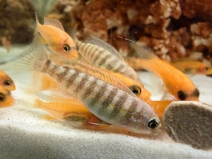 Labeotropheus trewavasae, Barsche, Malawi, Fische, Aquarium