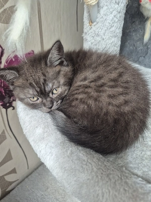 BKH kitten Mädchen Bild 3