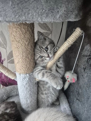 BKH Kitten (2 weiblich)