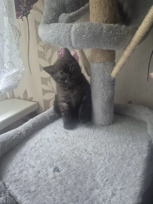 BKH kitten Mädchen Bild 5