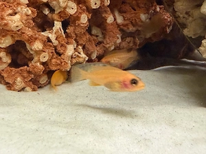 Metriaclima estherae, Barsche, Malawi, Fische, Aquarium