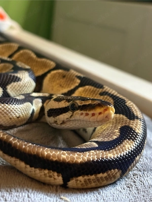 0.1 Pastel Königspyhton