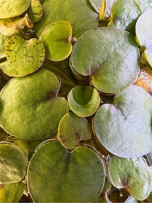 Limnobium laevigatum Froschbiss, Aquarium, Wasser Schwimmpflanze