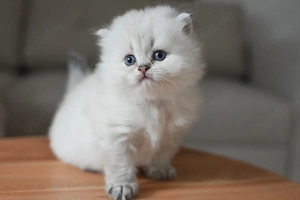 Blh Kater choco point kitte