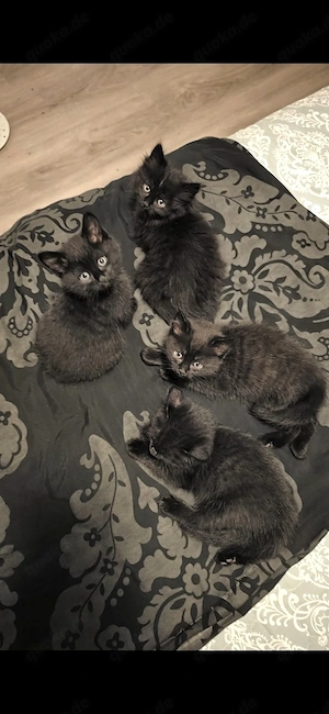 Maine Coon X BKH mix Kitten