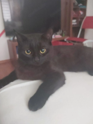 Toller reinrassiger BKH Kater abzugeben 