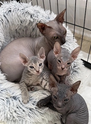 Don Sphynx Kitten 2 sind noch frei 