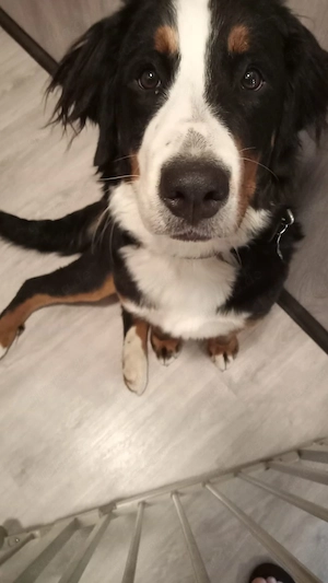 Berner Sennenhündin 