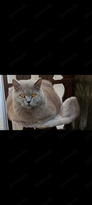 Britisch Langhaar und Britische kurzhaar KITTEN
