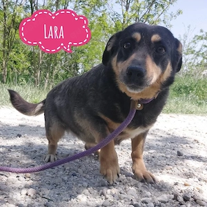 Lara, kleines und hübsches Hundemädchen sucht nach langer Zeit im Tierheim endlich ein Zuhause