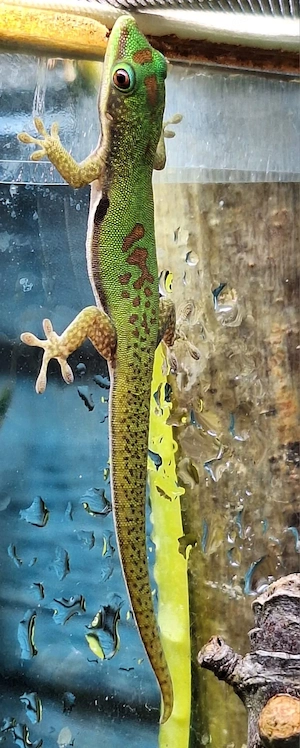 Verschiedene Reptilien für Reptilienbörse Böblingen 30.05.2026 