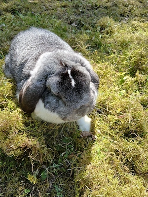 Zwergwidder chin weis Bild 3
