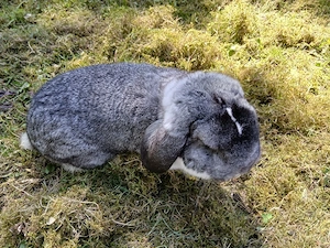 Zwergwidder chin weis