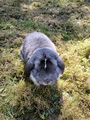 Zwergwidder chin weis Bild 2