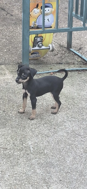 Zwergpinscher Welpenweibchen 