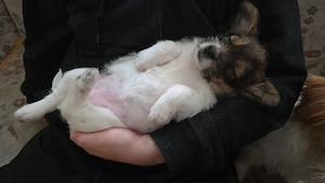 Hundewelpe ab 1.7