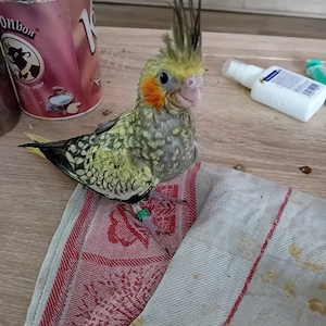Nymphensittich Bild 3
