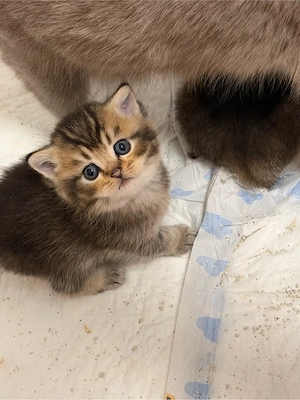 BKH Tabby Kitten 