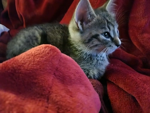 zuckersüße Kitten sind auszugsbereit: noch 1 Kater  Bild 5
