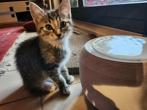 zuckersüße Kitten sind auszugsbereit: noch 1 Kater  Bild 4