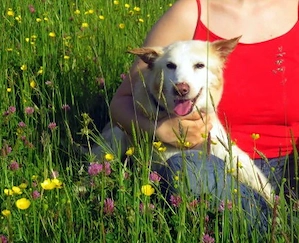 Liebevoller Akita Inu Rüde 13j. 50cm 13kg Oma-Begleithund Kinderlieb Katzenfreundlich 