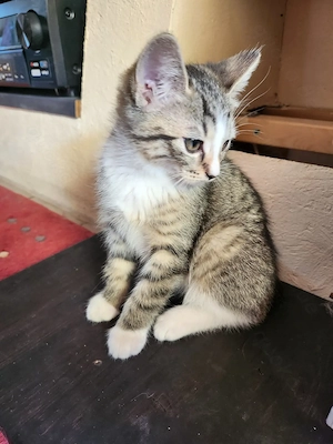 zuckersüße Kitten- Kater sind auszugsbereit: noch 1 Kater 