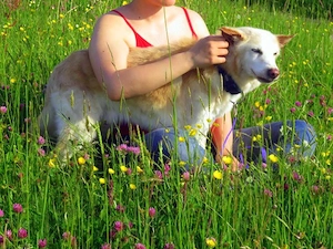 Liebevoller Akita Inu Rüde 13j. 50cm 13kg Oma-Begleithund Kinderlieb Katzenfreundlich 