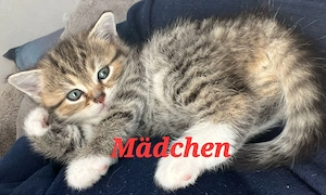 liebenswerte Perser mix Kätzchen kitten 