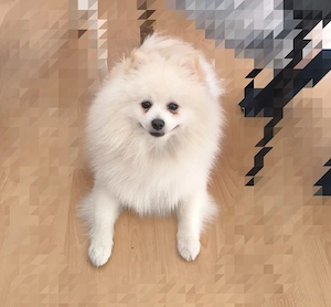 Zwergspitz (Pomeranian) sucht ein liebevolles neues Zuhause