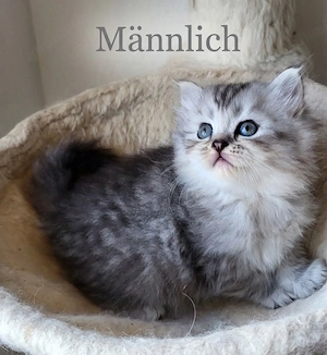 Wunderschöne, handzahme Kätzchen suchen ein liebevolles Zuhause  
