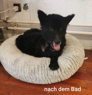 Unheilbar alt und voller Lebensfreude. Wer schenkt der lieben Dea ein schönes Zuhause *in Kroatien* Bild 2