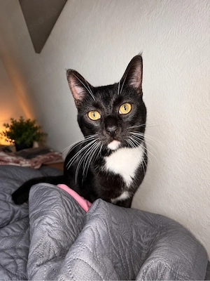 kater braucht Hilfe 