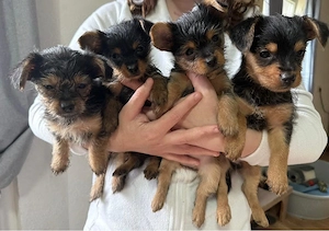Wurf 4.Yorkshire-Terrier Welpen