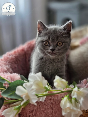 BKH Kitten suchen ein liebevolles Zuhause  Bild 4