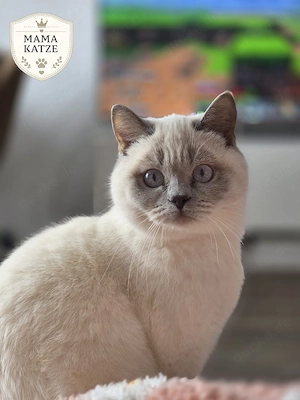 BKH Kitten suchen ein liebevolles Zuhause  Bild 8