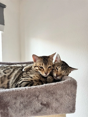 Zwei Kater in Liebevolle Hände abzugeben