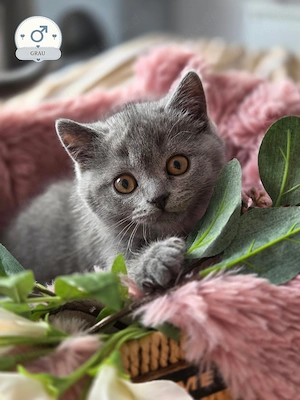 BKH Kitten suchen ein liebevolles Zuhause  Bild 6