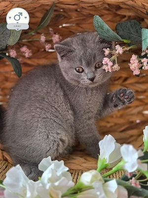 BKH Kitten suchen ein liebevolles Zuhause  Bild 5