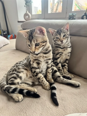 Zwei Kater in Liebevolle Hände abzugeben Bild 2