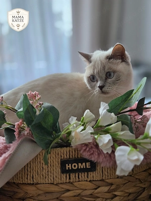 BKH Kitten suchen ein liebevolles Zuhause  Bild 7