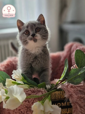 BKH Kitten suchen ein liebevolles Zuhause  Bild 2